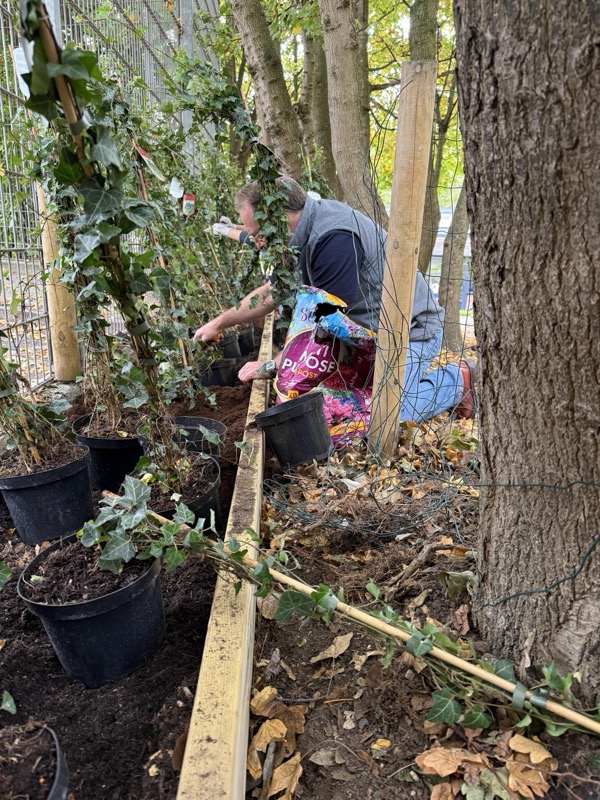 Volunteers installing the ivy planters